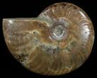 Flashy Red Iridescent Ammonite - Wide #52326-1
